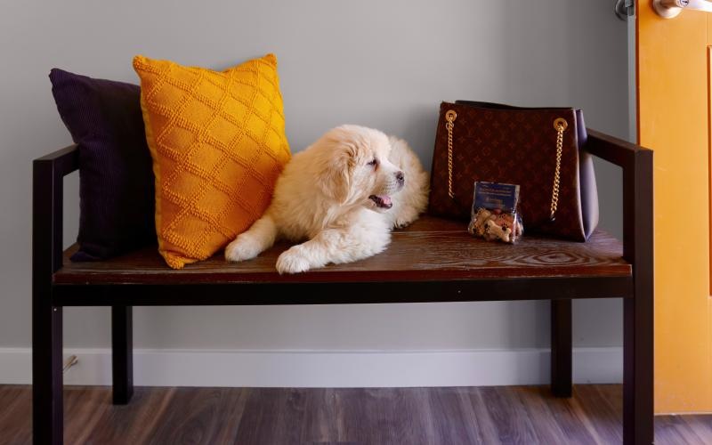 a dog lying on a bench