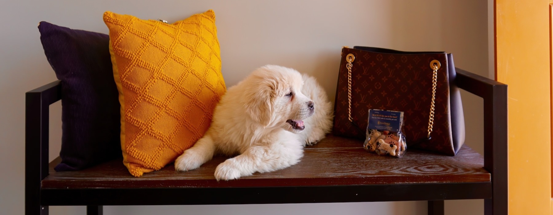 a dog lying on a bench
